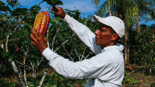 How Does Cocoa Farming Cause Deforestation? 