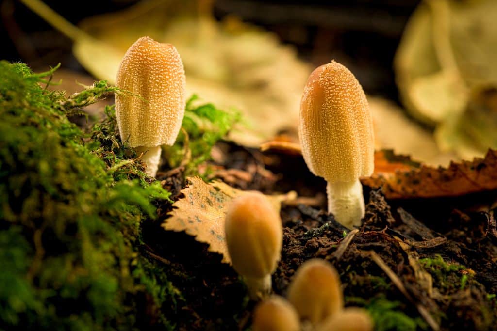 environmental benefits of fungi