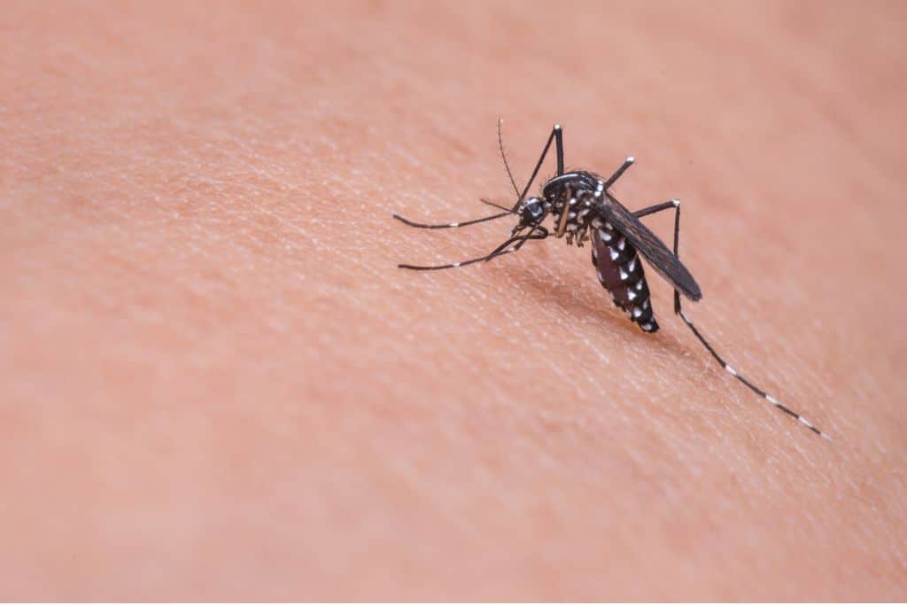 mosquito; dengue fever