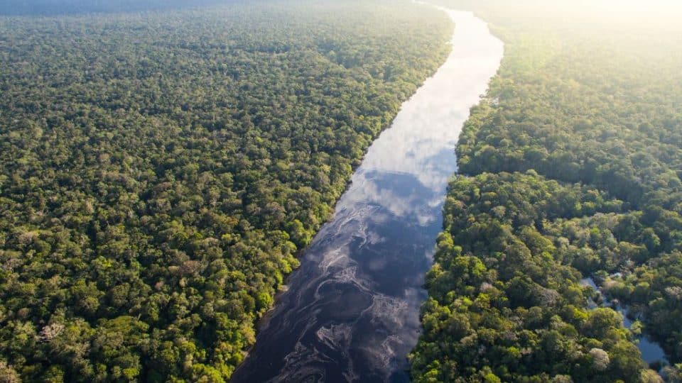 amazon rainforest river