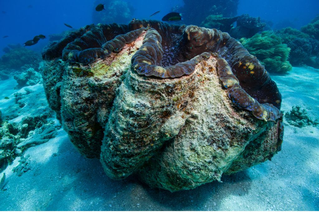 Giant clams