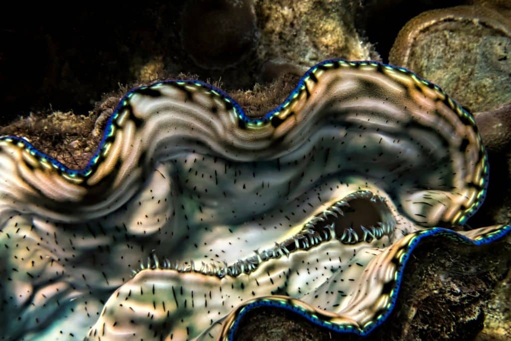 Colourful mantles contain light sensitive photoreceptors, known as iridocytes, and support symbiosis with zooxanthellae; giant clams
