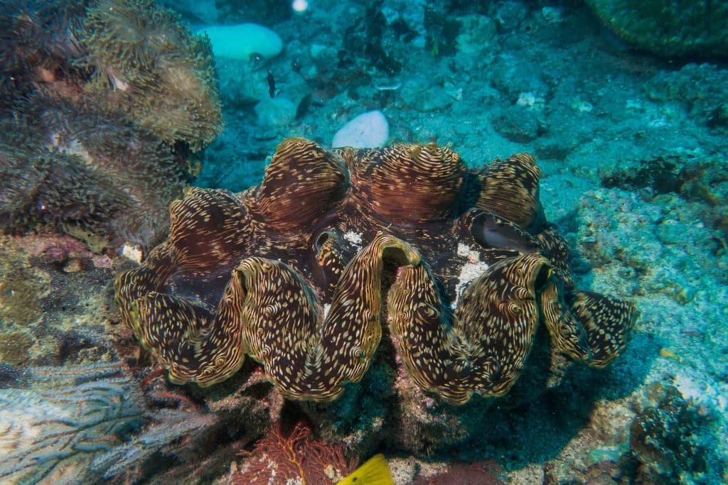 Giant clams are the world’s largest marine bivalves, with the largest species reaching over 120cm in shell length and weighing over 250 kilograms.