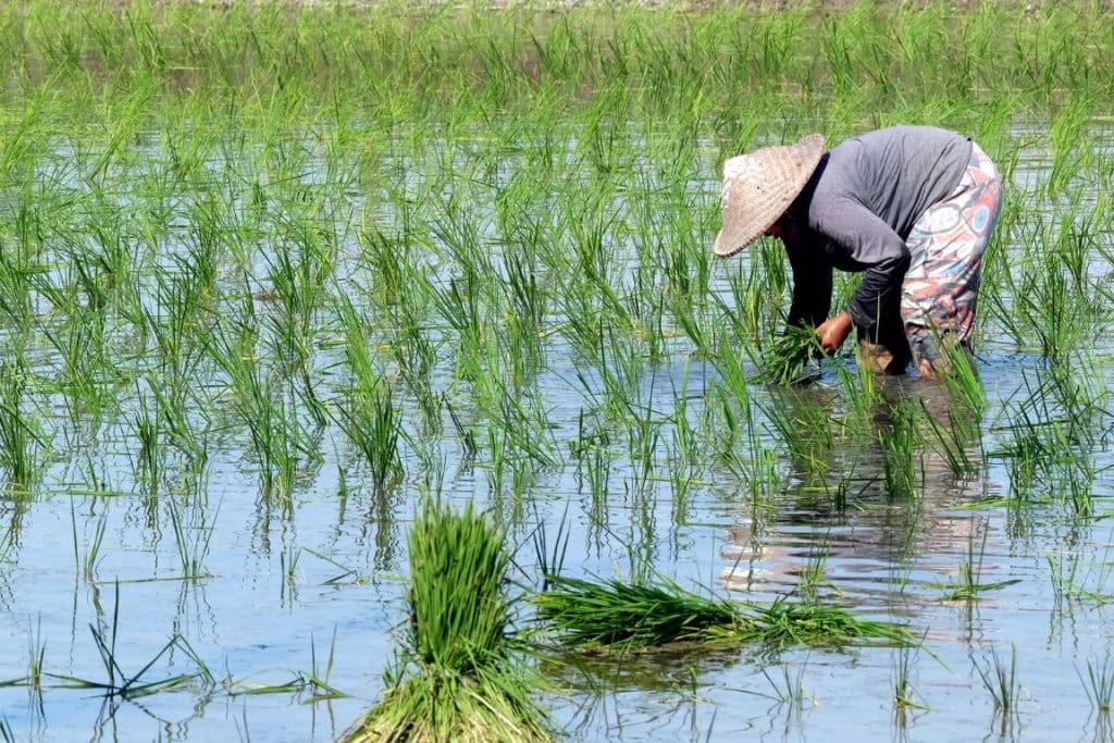 India rice field; global food trade