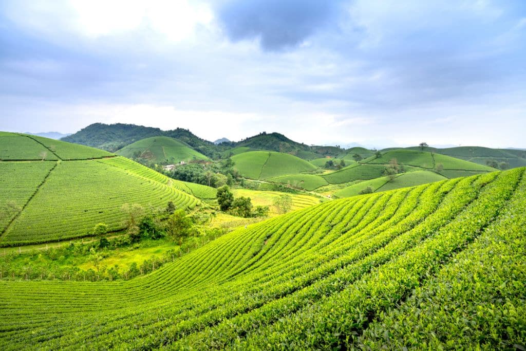 Europe’s Agricultural Future May Lie in Both Innovative and Ancient Farming Practices