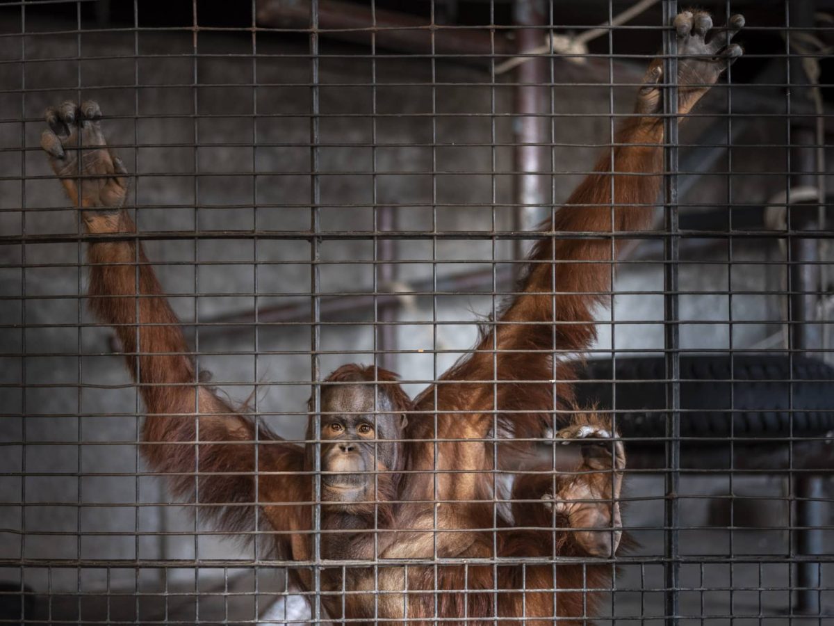 caged zoo animals