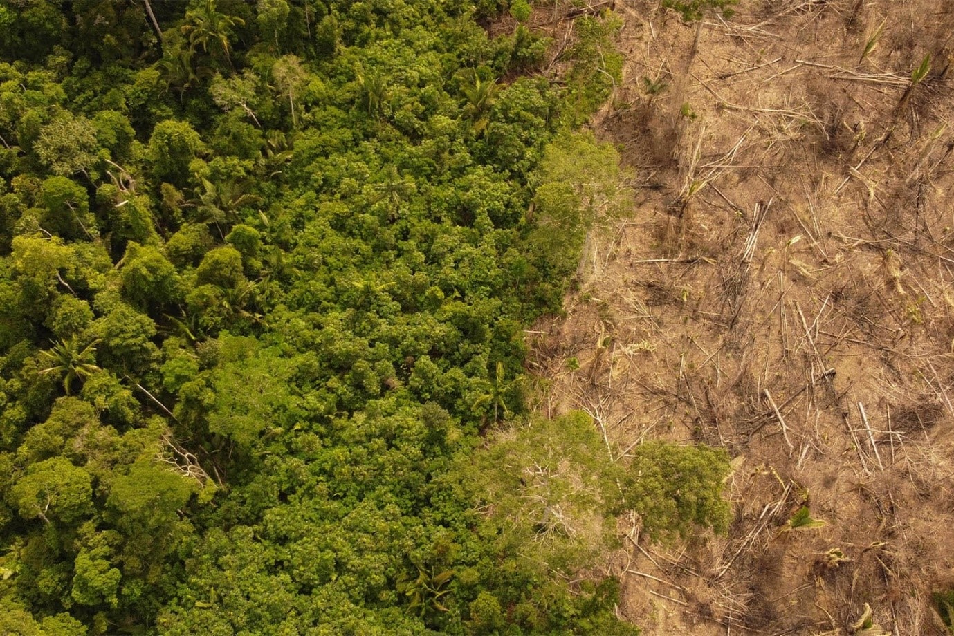 Deforestation in the Karipuna Indigenous Territory, one of the most pressured Indigenous lands in Brazil: Tipping Points of Climate Change. Photo: Alexandre Cruz Noronha