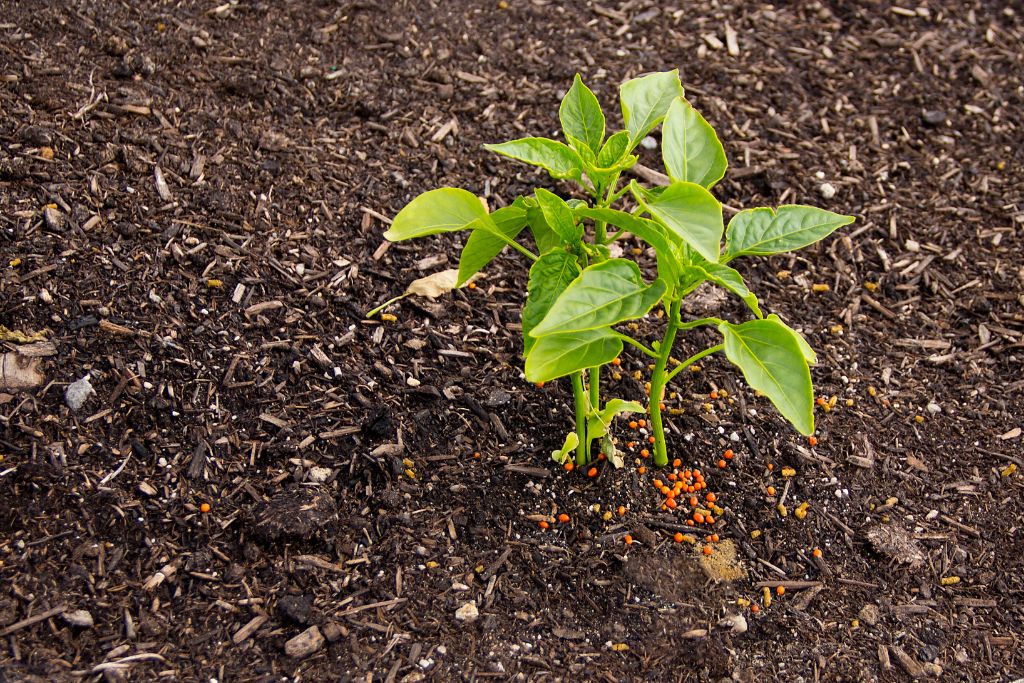 organic fertilizer vs chemical fertilizer; plant growth