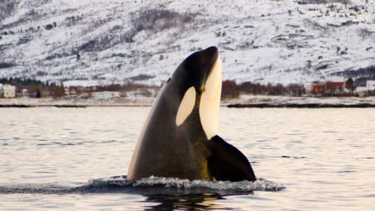 Intentional Stranding: Exploring the Unique Hunting Strategy of Killer Whales