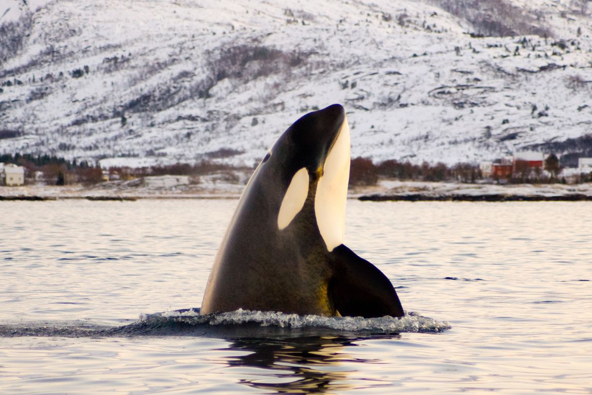 orcas; killer whales hunting