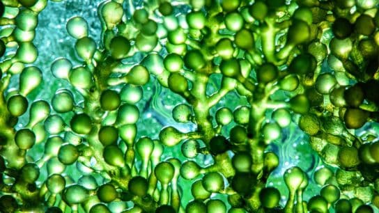 Microalgae: A Sustainable Solution for Fish Feed