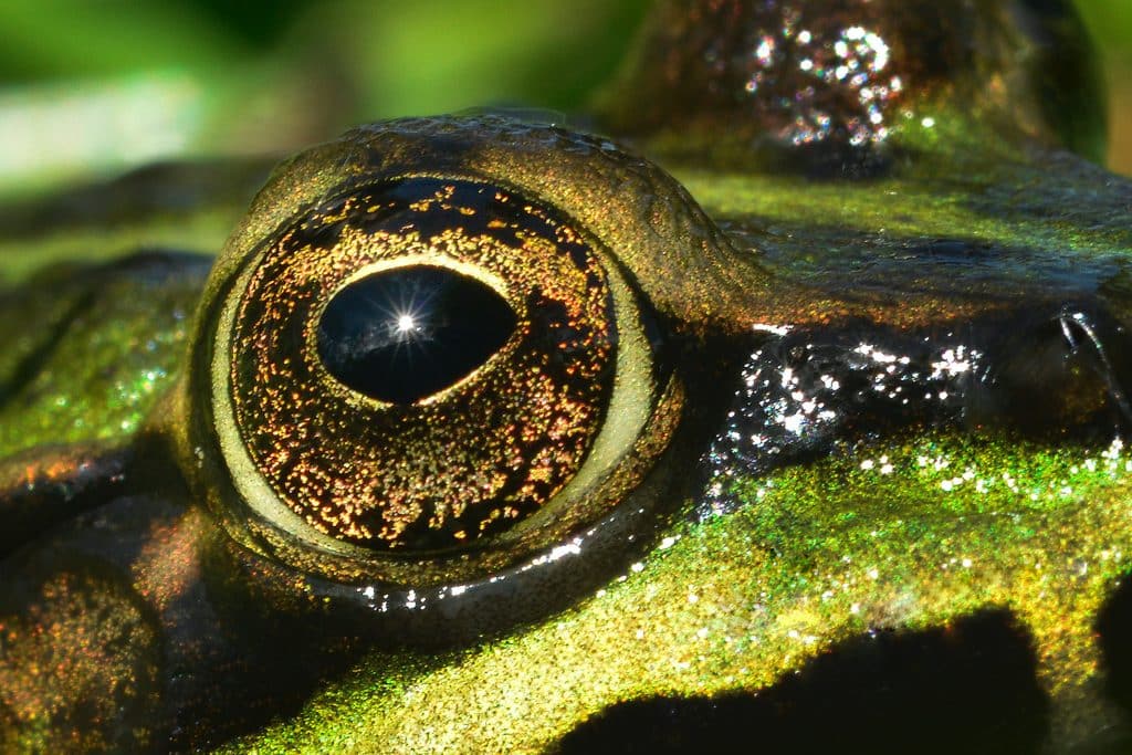 lizard eye. Jean-Louis Aubert/Unsplash; Global Biodiversity Framework Fund