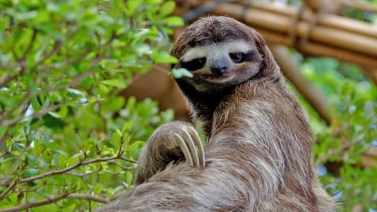 13 Things You Didn’t Know About Endangered Sloths