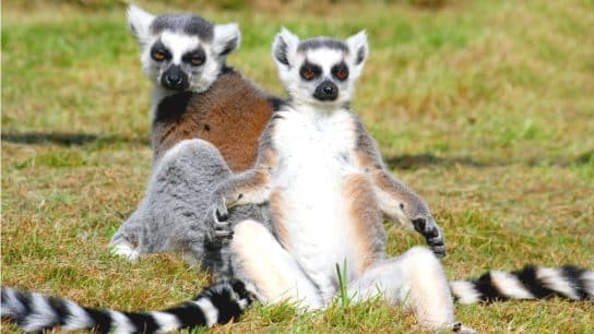 Ring-tailed lemurs in Wingham Wildlife Park, Kent, England.