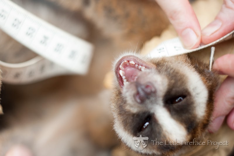 The toothcomb of a Javan slow loris is comprised of four incisors and two canines, resembling a fine-tooth comb. Photo: Courtesy of The Little Fireface Project.