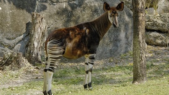 The Elusive Beauty of the Endangered Okapi