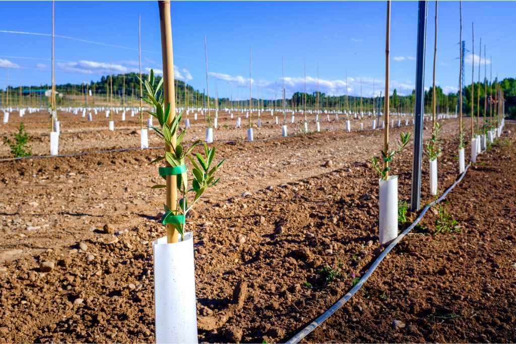 Irrigation pipes help lorises access feeding trees without the need to cross open farm land