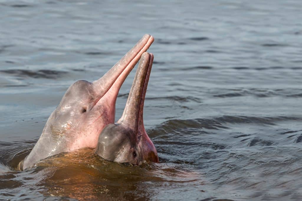 Freshwater Dolphin: Endangered Species Spotlight