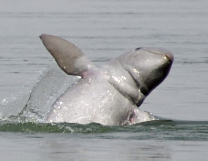 Jumping Irrawaddi dolphin (Orcaella brevirostris). Photo: Wikimedia Commons
