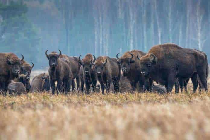 European bison (Bison bonasus) in Bialowieza, Poland. Photo: Gregoire Dubois