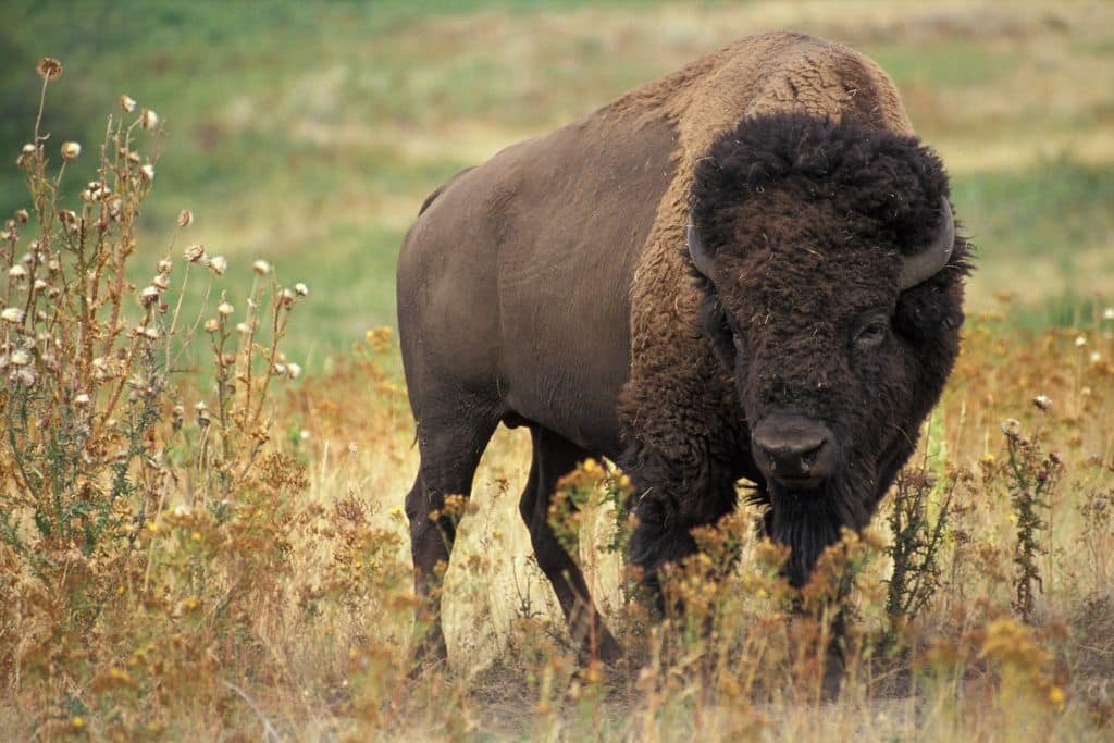 The Bison’s Tale of Resilience: Endangered Species Spotlight