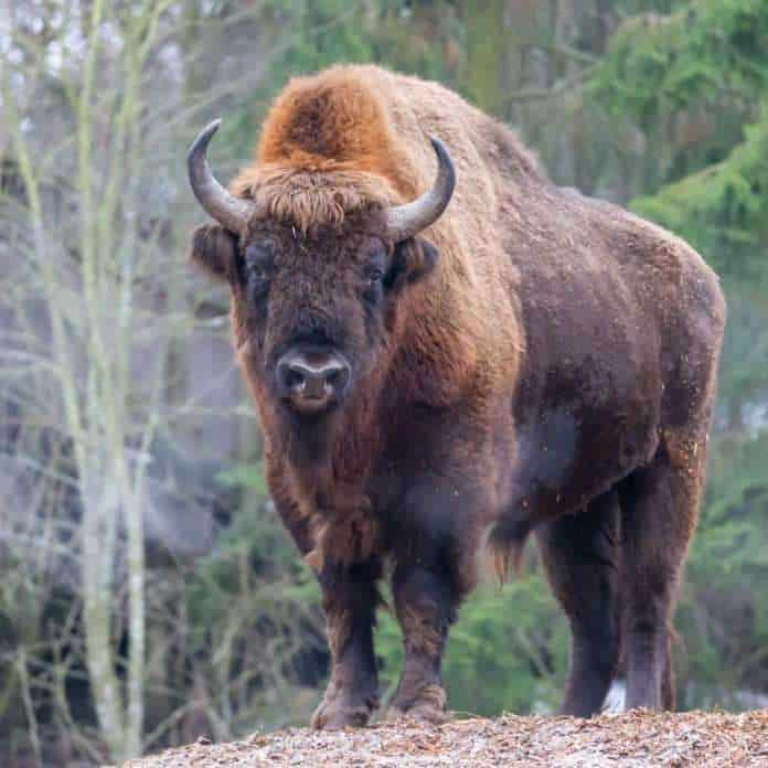 American Bison. Photo: Flickr/Marco Verch