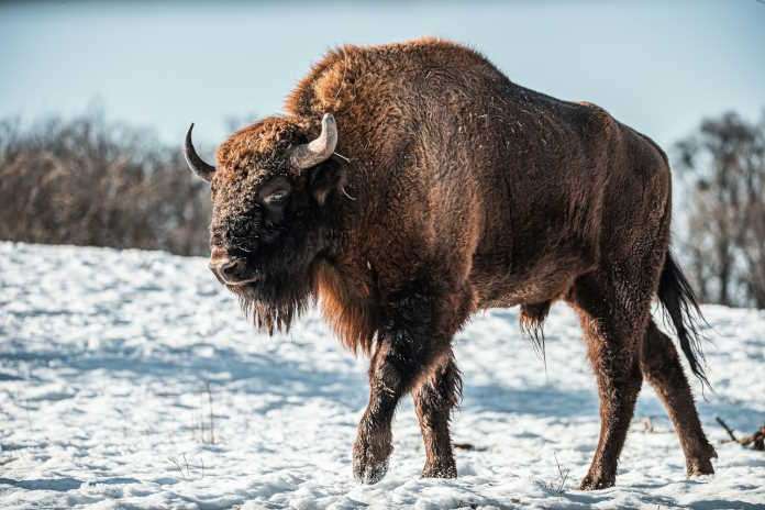 European bison. Photo: Pexels/Jozef Fehér