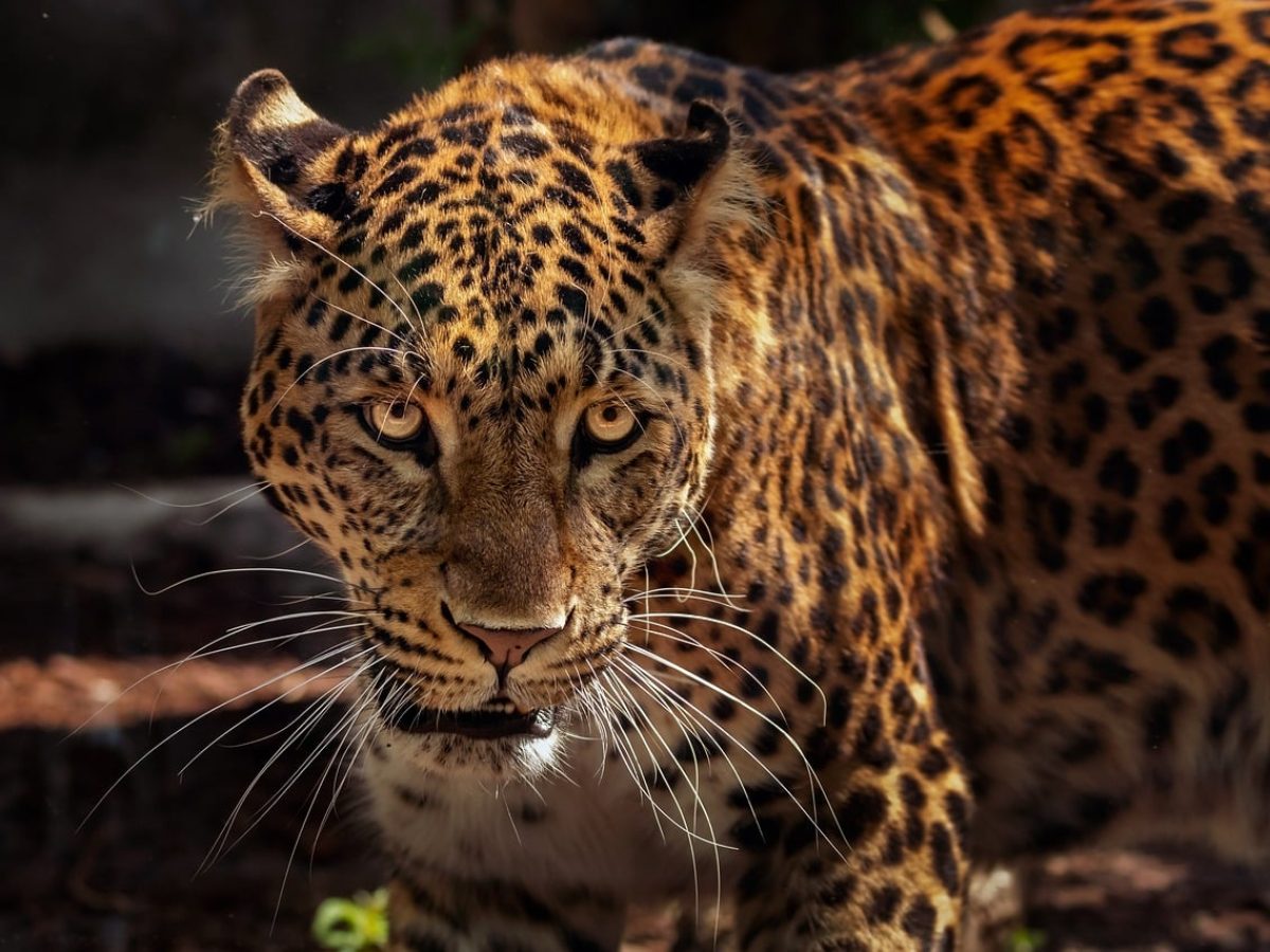 Interesting Facts About the Jaguar