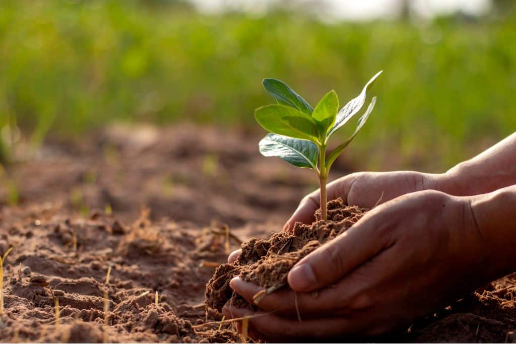 World Soil Day 2025: To Address Water Shortage, Look Below Your Feet