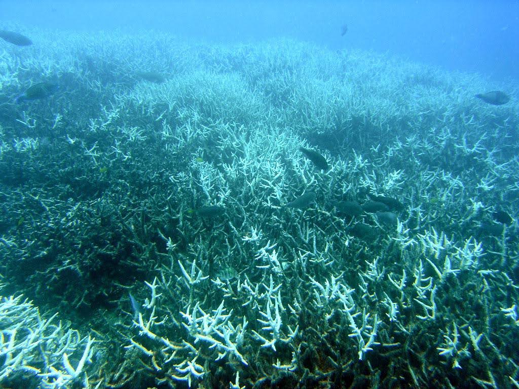 An example of bleached corals. Photo: Wikimedia Commons.
