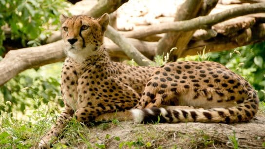 Unraveling the Story of the Cheetah, the World’s Fastest Predator