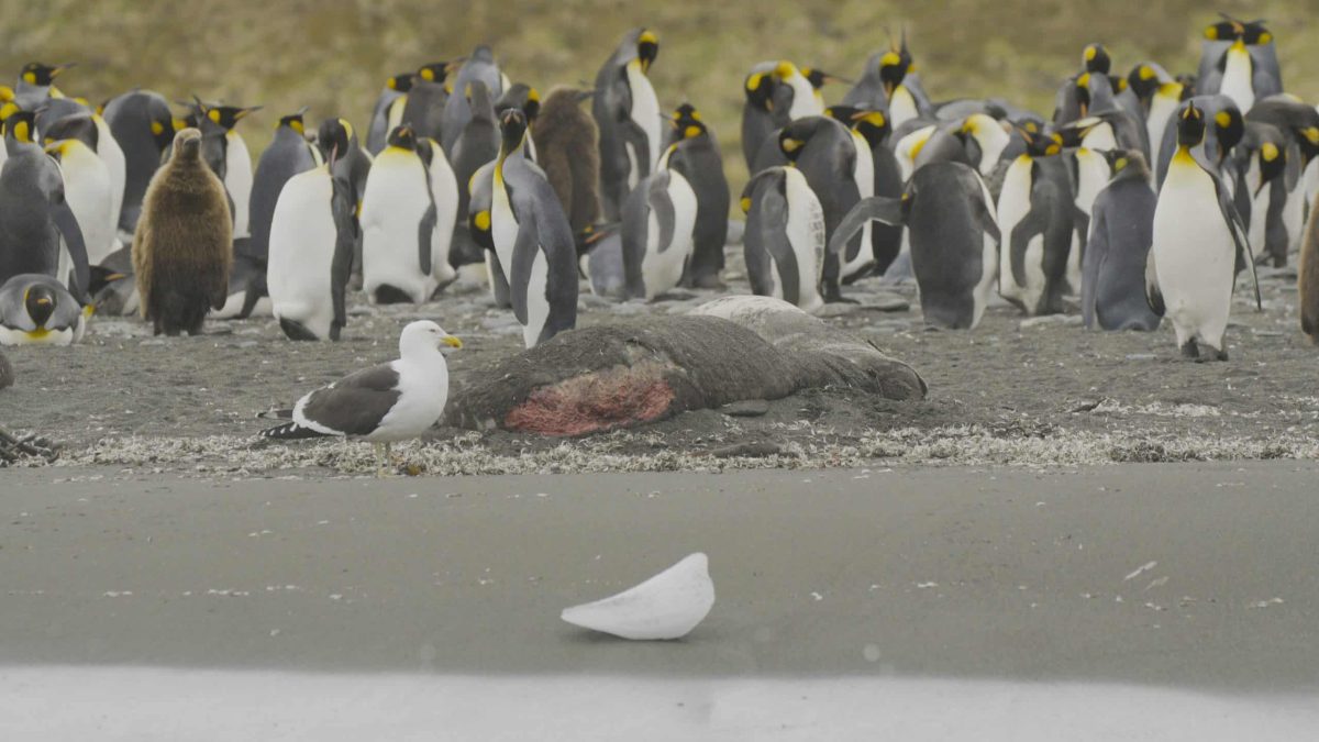 Avian Flu Spreads to Antarctic Penguins | Earth.Org