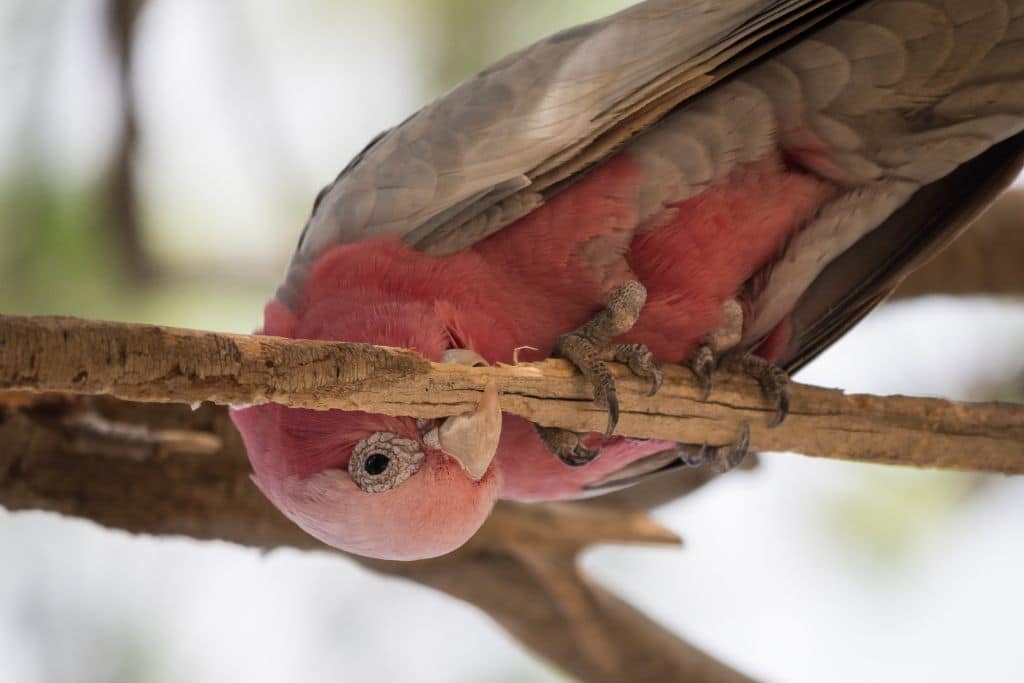 pink cockatoo figures on the list of species threatened with extinction in Australia