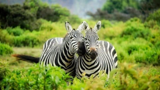 What Threatens the Survival of Zebras?