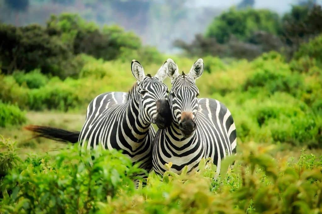 What Threatens the Survival of Zebras?