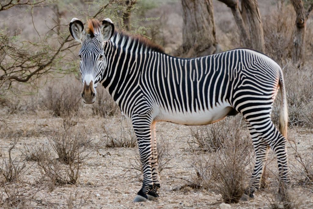 Endangered Grevy's Zebra.
