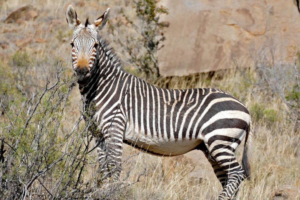 Flickr | Cape Mountain Zebra (Equus zebra zebra) by Bernard DUPONT