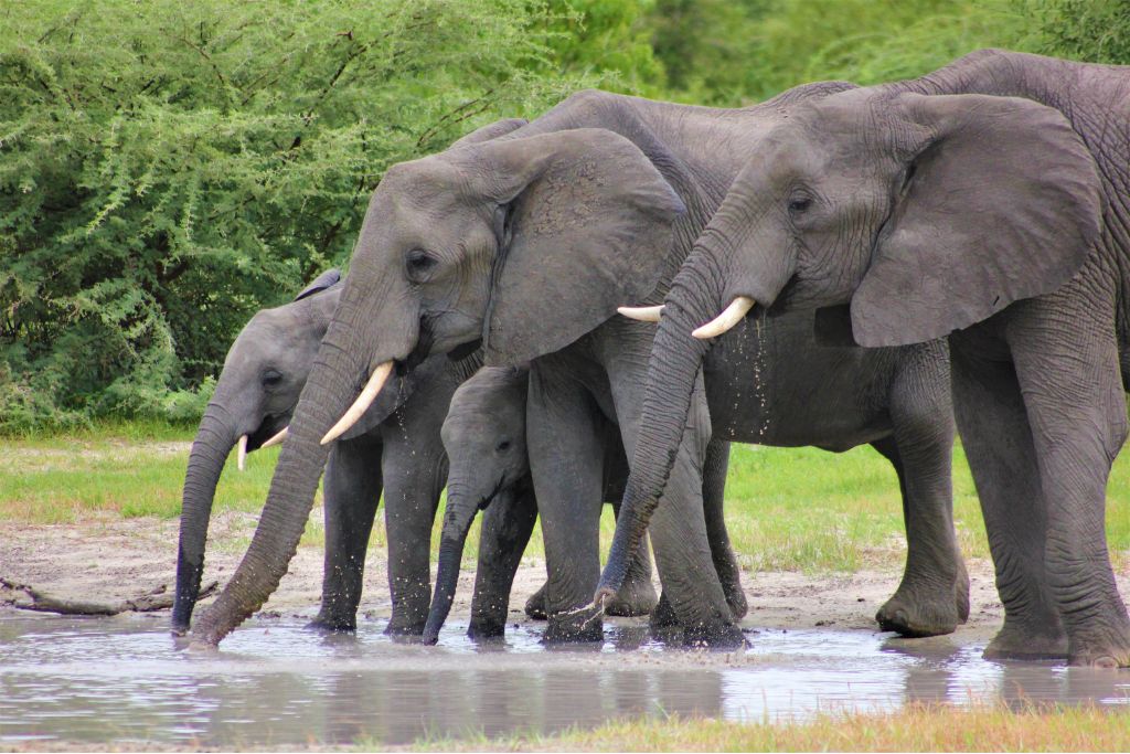 herd of elephants; megafauna and carbon sequestration