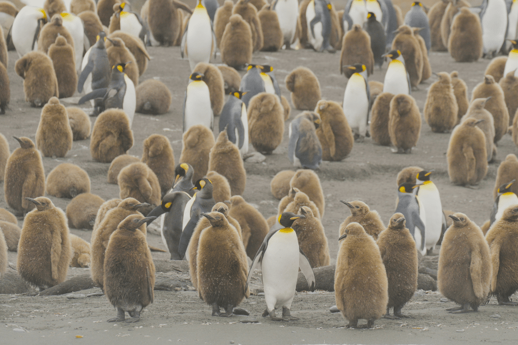 King penguins in Gold Harbour, South Georgia, on November 16, 2023.