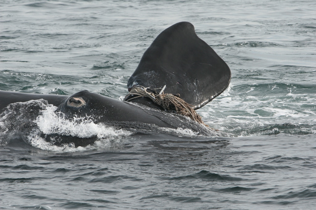 North Atlantic right whale entangled in fishing gear