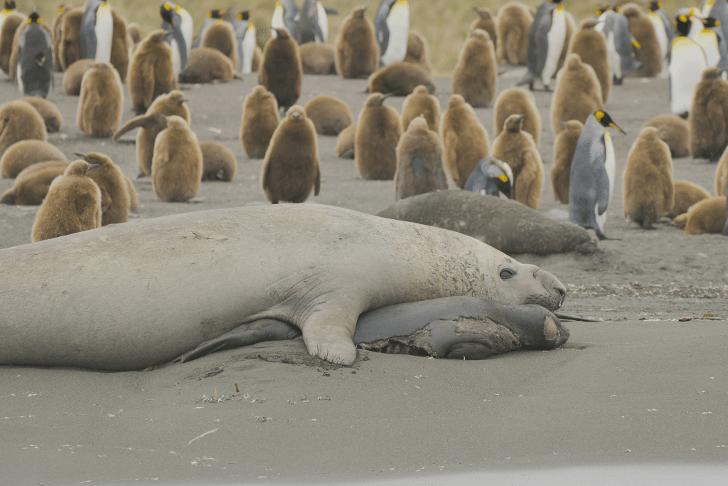 An Elephant Seal lays on top of a dead seal pup on a beach in Gold Harbour, South Georgia, on November 17, 2023.