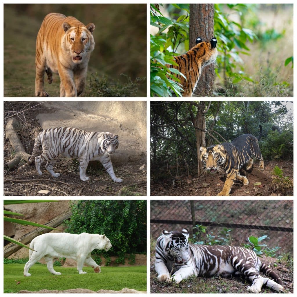 different tiger species