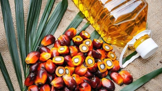 The Challenges of Sustainable Palm Oil Production and Consumption