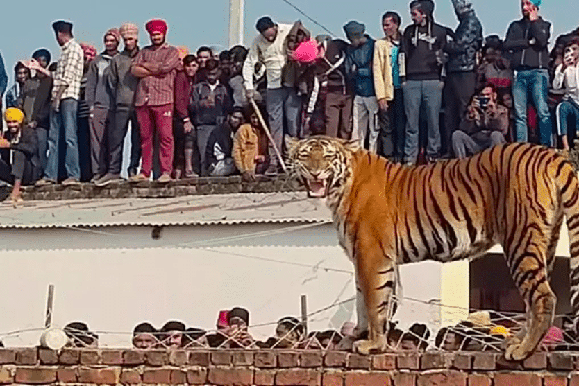 A tigress wondered into the Uttar Pradesh Village before being safely captured and returned to the forest