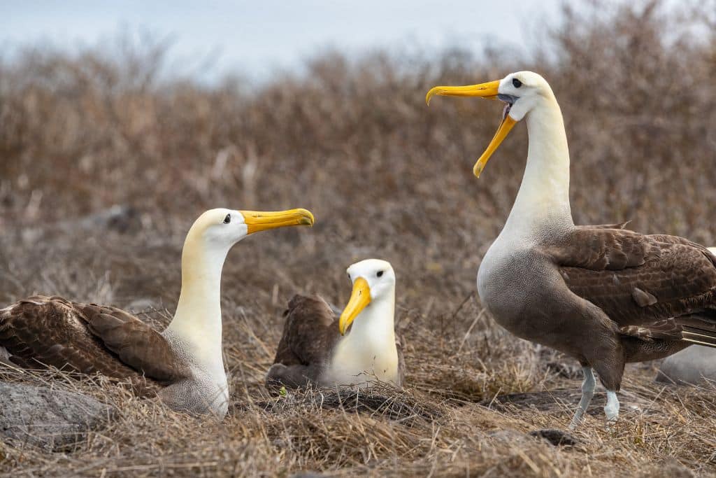 albatross migratory species at risk of extinction
