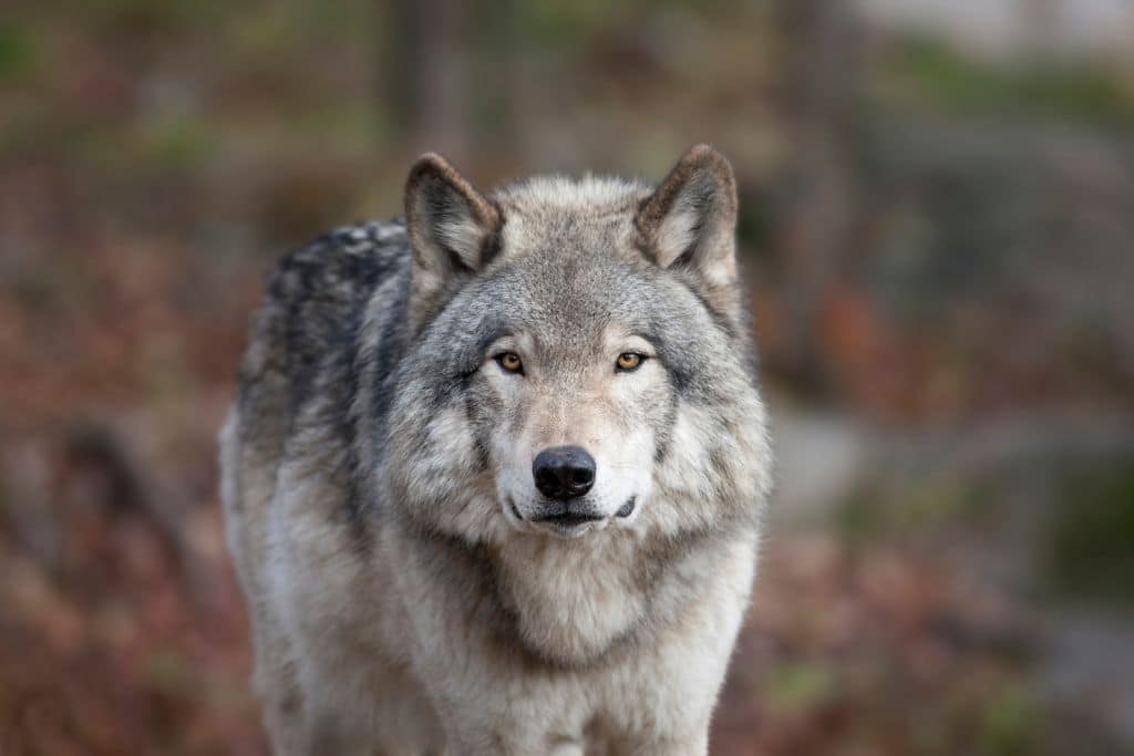 gray wolf carnage in US Rocky Mountains