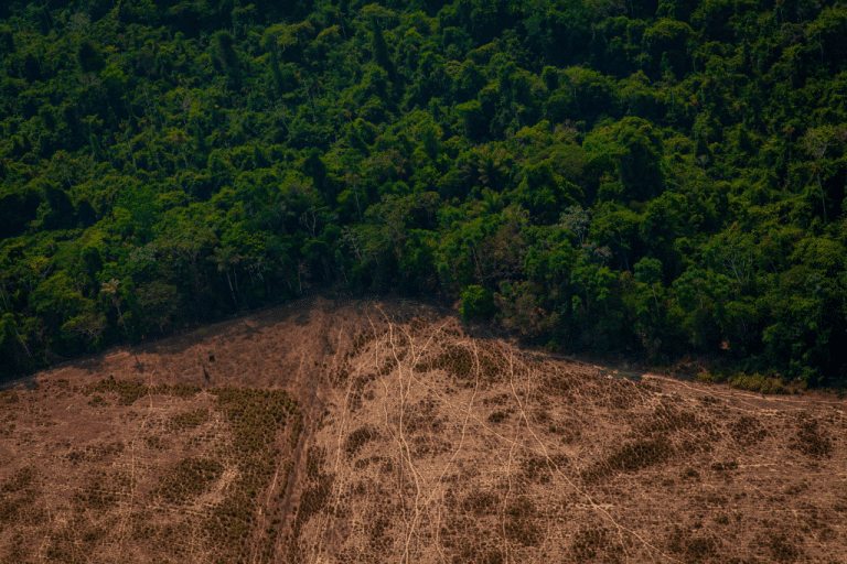 How Animal Agriculture Is Accelerating Global Deforestation