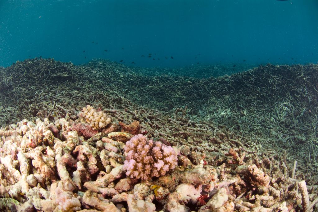coral reef monitor; coral bleaching event