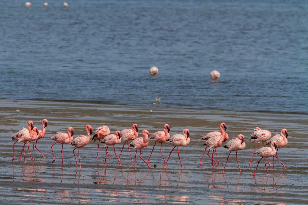 Lesser flamingos; migratory species at risk