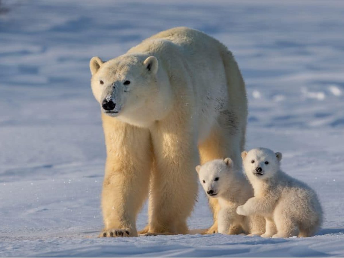 How Climate Change Threatens Polar Bears